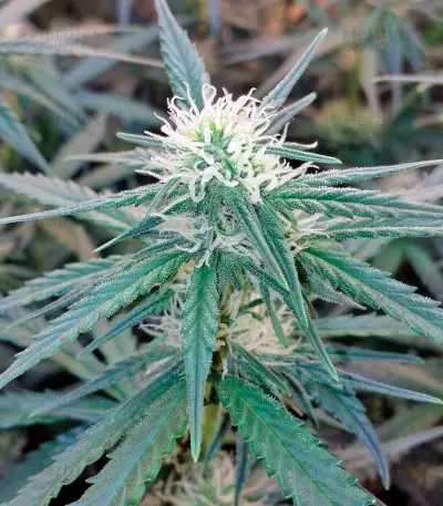 White Cheese Autoflowering feminized seeds