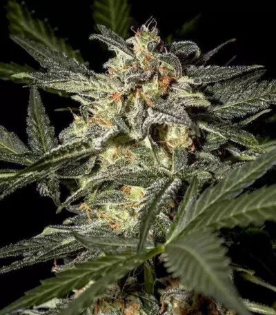 White Widow Auto feminized seeds (Green House Seeds)