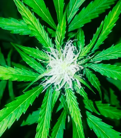 Semi di White Widow Auto Fem (Vision Seeds)