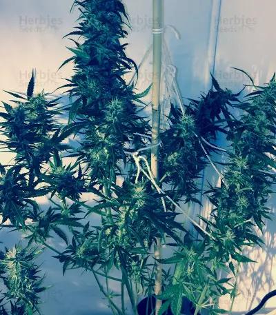 Wipeout Express Auto (Heavyweight Seeds)