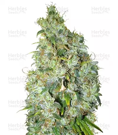 Buy Northern Light X Skunk feminized seeds