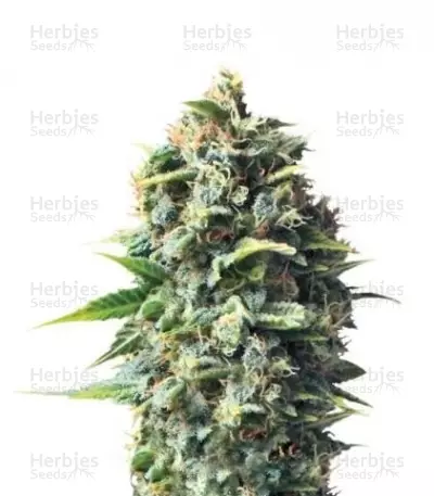 Buy Pineapple Kush feminized seeds