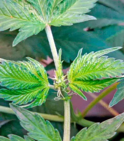Misty Kush (Nirvana Seeds)
