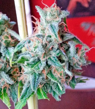 Afghan Kush x Skunk (World of Seeds)