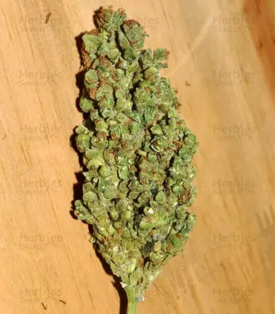 Amnesia Haze Auto (Vision Seeds)