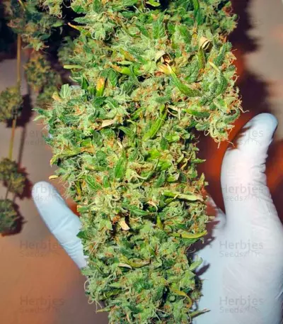 Arjan's Ultra Haze #2 (Mango Haze AUH#2) (GHS)