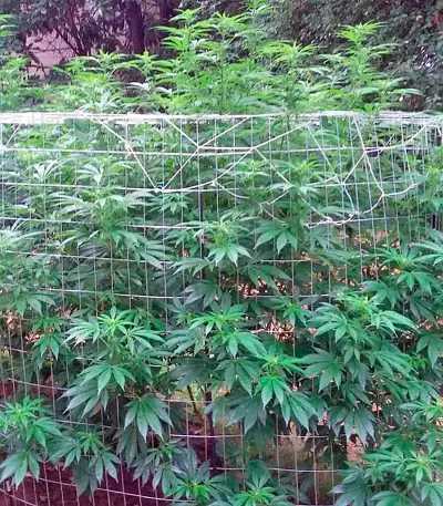 Aurora Indica strain