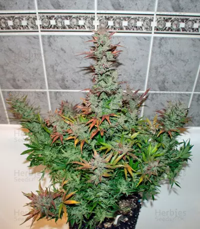 Auto Galaxy strain