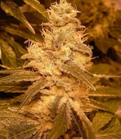 Auto Kush Seeds (Female Seeds)