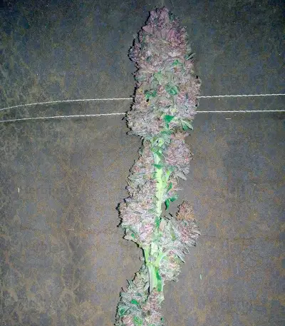 Bloody Skunk Auto (Sweet Seeds)
