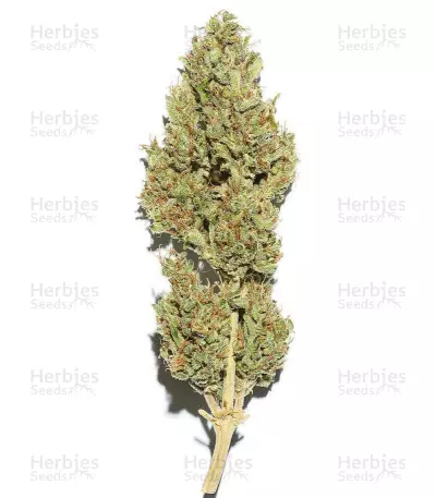Blueberry Bliss Auto strain