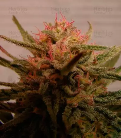 Critical Neville Haze 2.0 Seeds