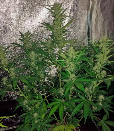 Cheese Autoflowering feminized seeds