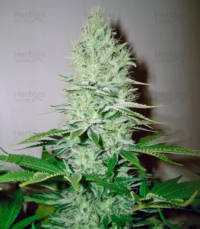 Ice Cream (Paradise Seeds)