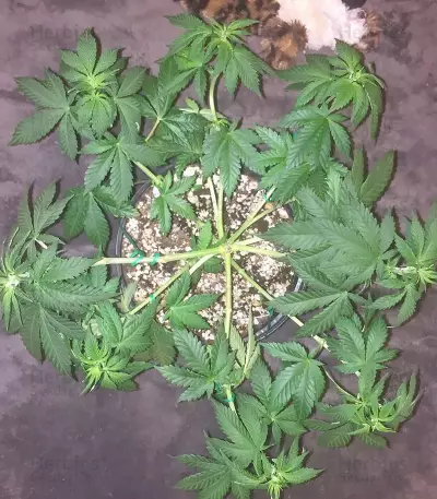 Kali's White Shadow feminized seeds