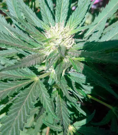 Motavation Seeds