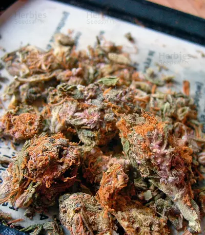 Night Queen feminized seeds