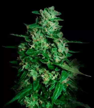 Northern Delights Auto Seeds