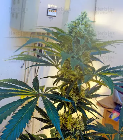 OG Kush regular (Humboldt Seeds Organization)