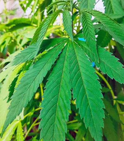 Original Cheese IBL Seeds