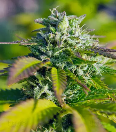 Original White Widow IBL Seeds