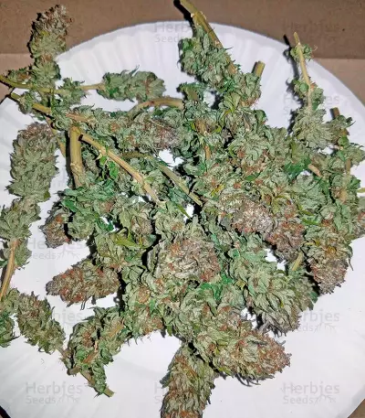 Purple Trainwreck feminized seeds