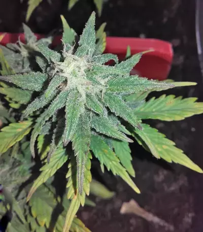 Smokin' Gun Seeds