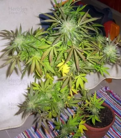 Super Critical (GHS)