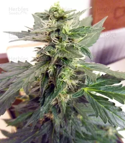 Sweet Mango Auto (GHS)