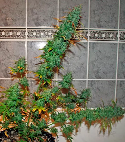 Semi femminizzati UK Cheese Auto