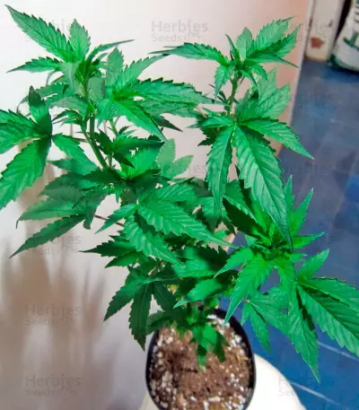 White Strawberry Skunk feminized seeds