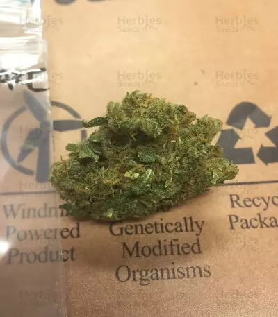 Graines de cannabis Zombie Haze (Sumo Seeds)