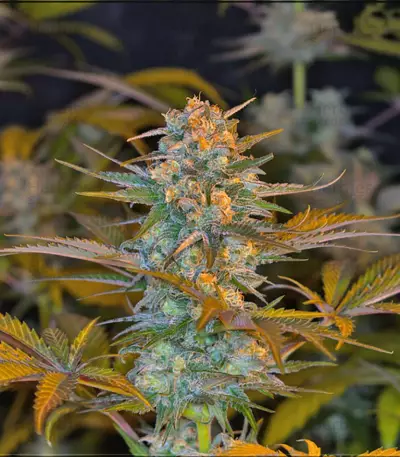 Jack 47 F1 Fast Version Seeds