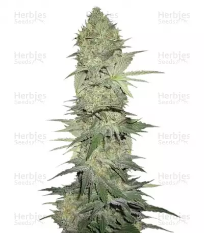 Buy White Widow Automatic feminized seeds