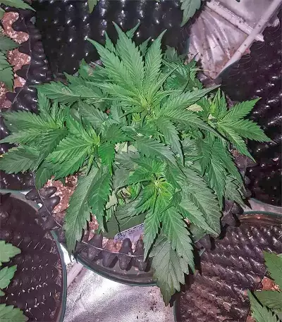 GG#4 Original Glue Auto Seeds
