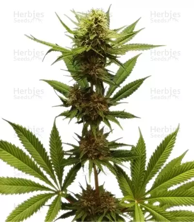 Graines de cannabis Northern Light (RQS)