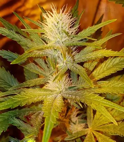 White Caramel Cookie feminized seeds
