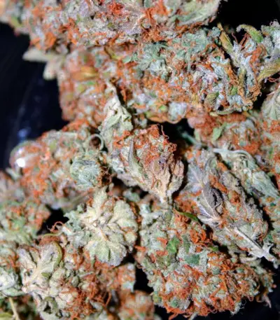 Super Haze Seeds
