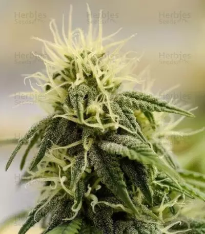 Allkush (Paradise Seeds)
