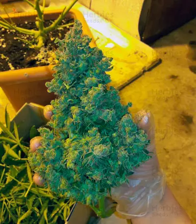 Auto American Pie Seeds