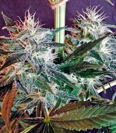 Beyond the Brain Seeds