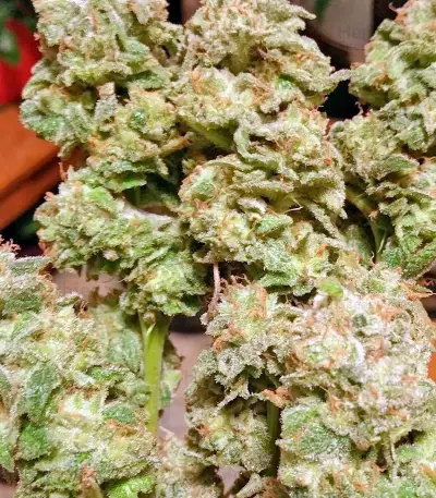 BlackJack (Nirvana Seeds)