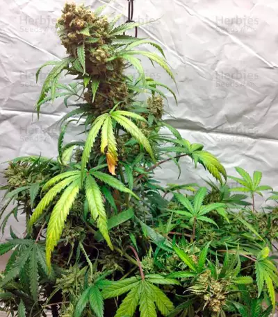 Blue Amnesia XXL Autoflowering feminized seeds
