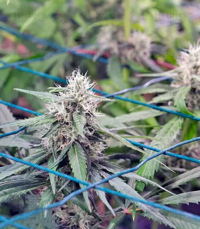 Semi femminizzati Critical Mass CBD
