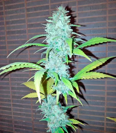 Diesel Seeds (Dinafem Seeds)