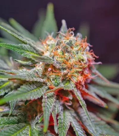 Killer Kush F1 Fast Version Seeds