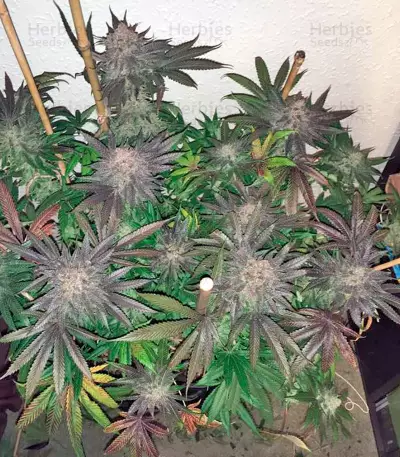 Kush`N`Cheese Seeds
