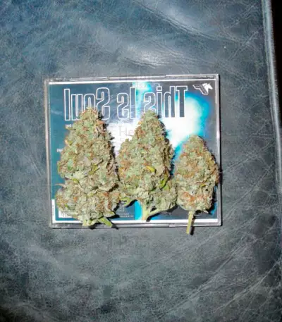 Graines de cannabis Mazar X Great White Shark (World of Seeds)