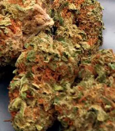 Graines de cannabis Mighty Mango Bud (Vision Seeds)
