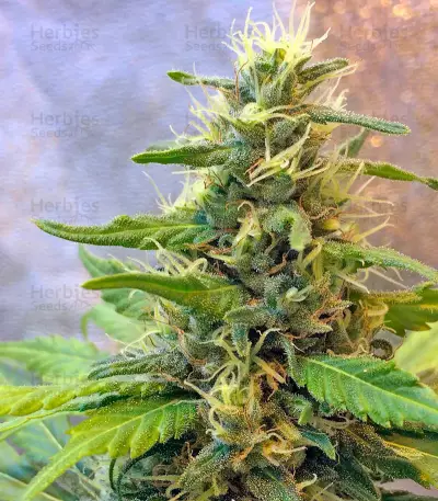 Graines de cannabis Northern Light X Skunk (World of Seeds)